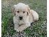 PoulaTo: goldern retriver puppies